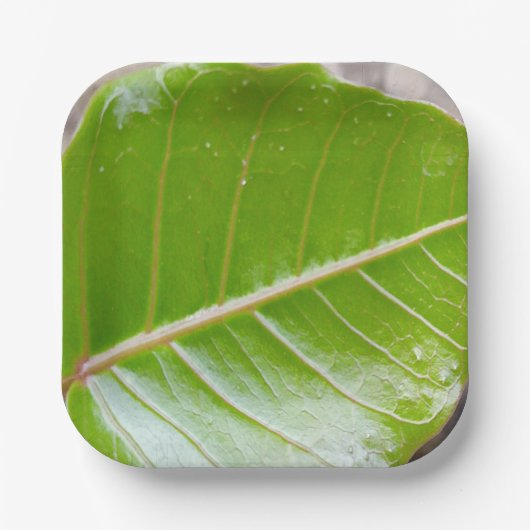 Papier Vierkante Kom met Blad Ontwerp Papieren Bordje (Voorkant)