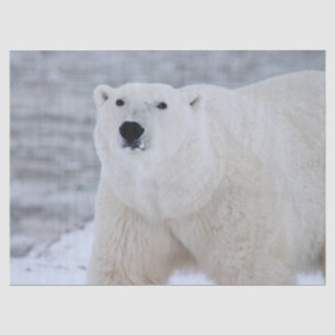 Papier voor beer in het noordpoolgebied