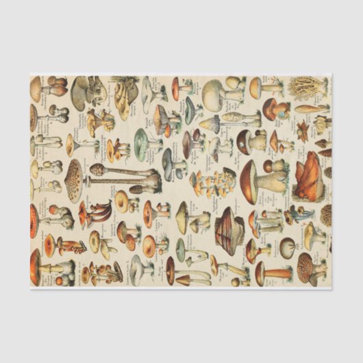 Papier voor Collectie van paddenstoelen (Voorkant)