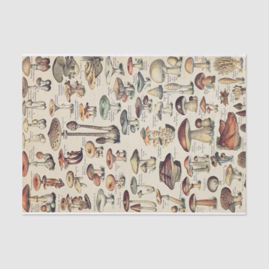 Papier voor Collectie van paddenstoelen (Voorkant)