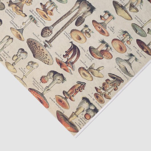Papier voor Collectie van paddenstoelen (Detail)