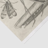  papier voor het ontkoppelen van een dragonvlieg (Detail)