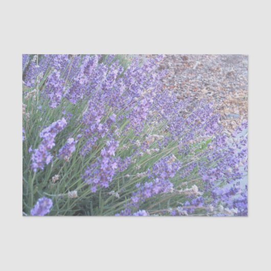 Papier voor lavendeventilator | Natuur Fotografie (Voorkant)