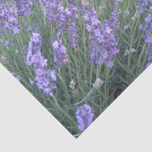 Papier voor lavendeventilator | Natuur Fotografie (Detail)