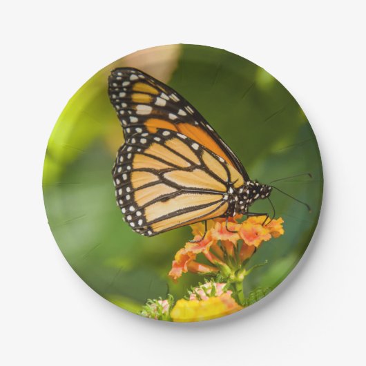 papieren bord foto vlinder op een bloem (Voorkant)