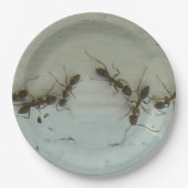 Papieren Bord - Mieren bij Picnic (Voorkant)