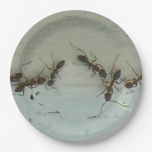 Papieren Bord - Mieren bij Picnic (Voorkant)