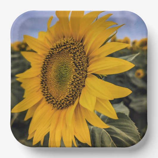 Papieren Borden Bordje (Voorkant)