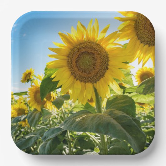 Papieren Borden Papieren Bordje (Voorkant)