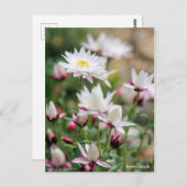 Papieren cascade [Briefkaart] Briefkaart (Voorkant / Achterkant)