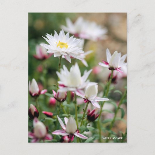 Papieren cascade [Briefkaart] Briefkaart (Voorkant)