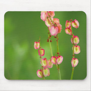 Papieren Harten (Rumex Woodii), Ukhahlamba Muismat