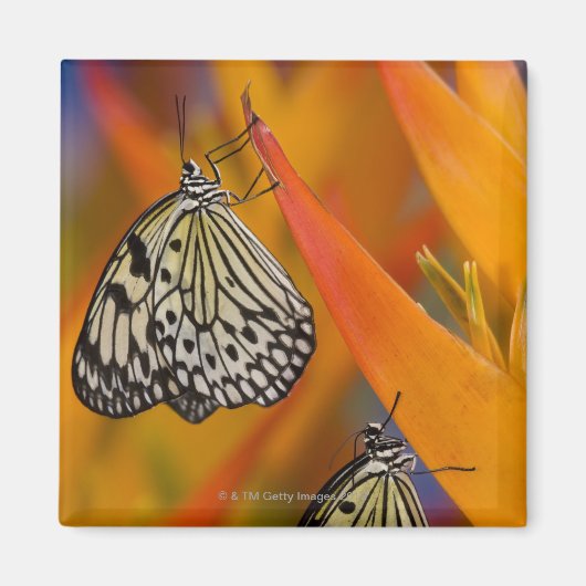 Papieren karitaafjes (Idea leuconoe) op bloem Magneet (Voorkant)