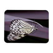 Papieren Kite op paars Agave blad Magneet (Horizontaal)