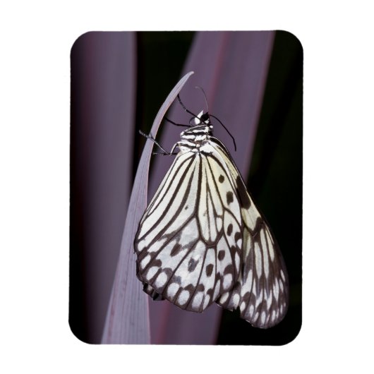 Papieren Kite op paars Agave blad Magneet (Verticaal)