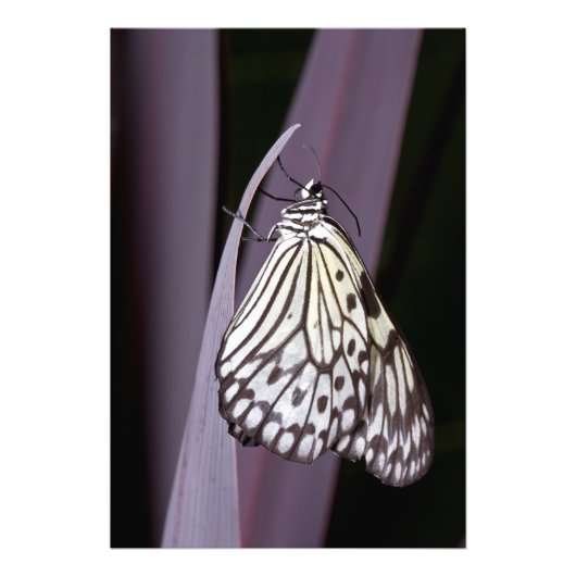 Papieren vlieger op paarse agave foto afdruk (Voorkant)