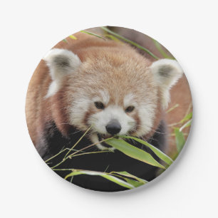 Papieren vliegtuig Foto rode panda 0469. Bordje