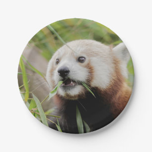 Papieren vliegtuig Foto rode panda 0470. Bordje