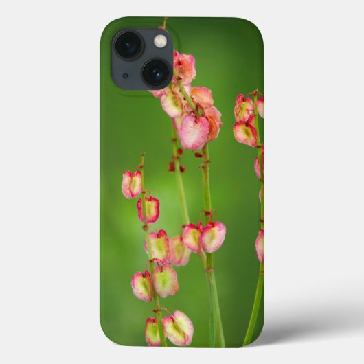 Papierharten (Rumex Woodii), Ukhahlamba Case-Mate iPhone Case (Achterkant)
