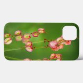 Papierharten (Rumex Woodii), Ukhahlamba Case-Mate iPhone Case (Achterkant (horizontaal))