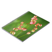 Papierharten (Rumex Woodii), Ukhahlamba Notitieboek (Linkerzijde)