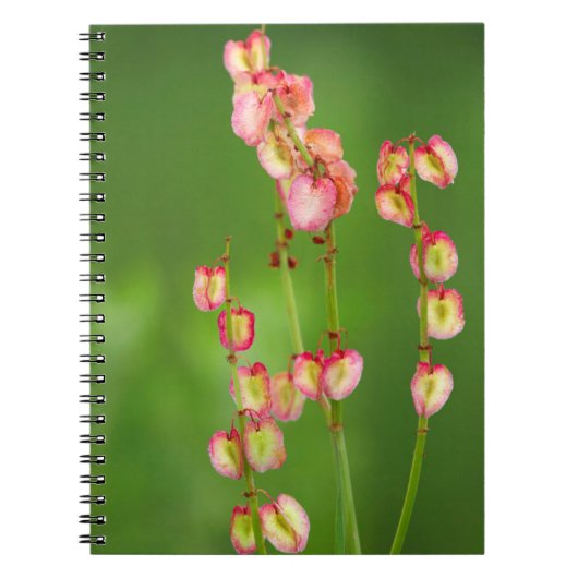 Papierharten (Rumex Woodii), Ukhahlamba Notitieboek (Voorkant)