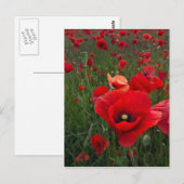 Papierkaart met papaverbericht briefkaart (Voorkant / Achterkant)
