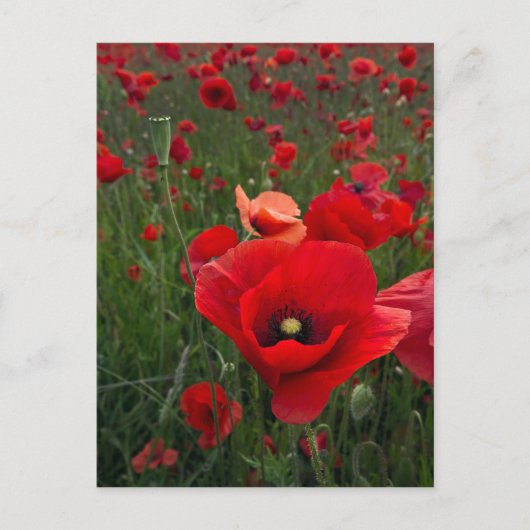 Papierkaart met papaverbericht briefkaart (Voorkant)