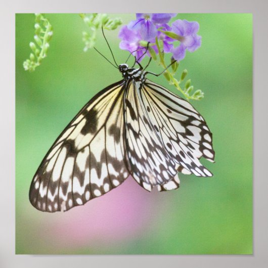 Papierkite in groen en paars poster (Voorkant)