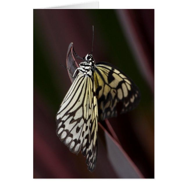 Papierkite in het paars (Voorkant)
