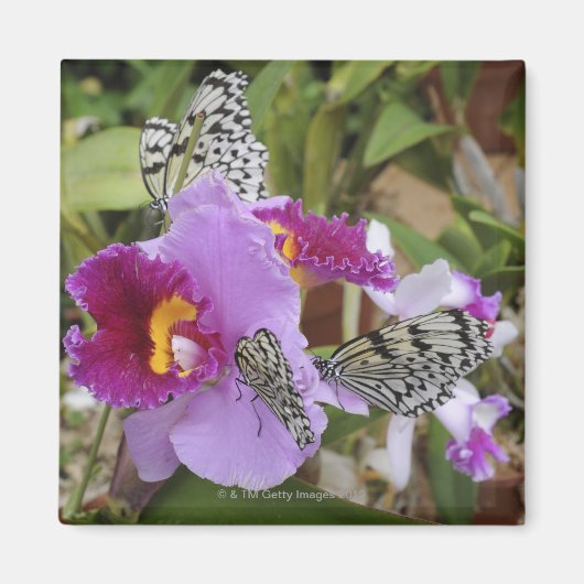 Papiermijt Butterflies (Idea leuconoe) op Magneet (Voorkant)