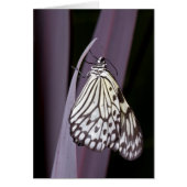 Papiermijt vlinder op paars (Voorkant)