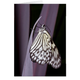 Papiermijt vlinder op paars