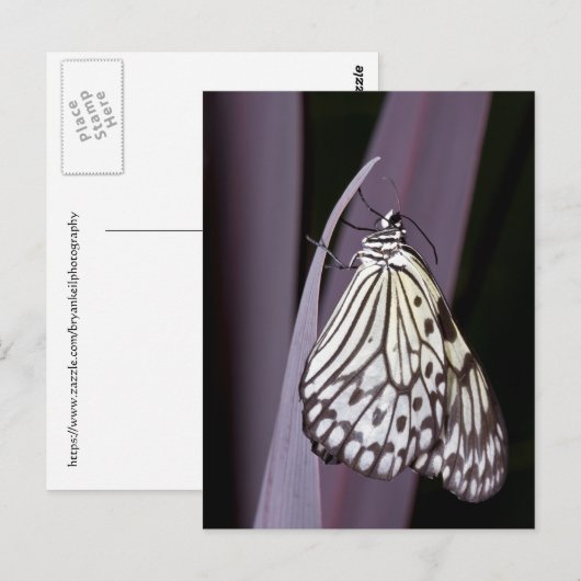 Papiermijt vlinder op paars briefkaart (Voorkant / Achterkant)