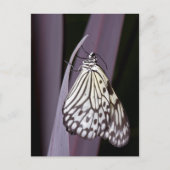 Papiermijt vlinder op paars briefkaart (Voorkant)