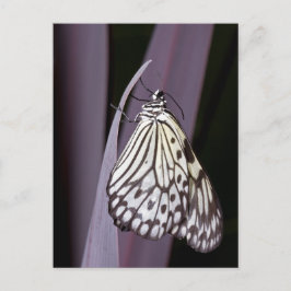 Papiermijt vlinder op paars briefkaart