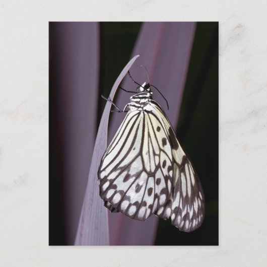 Papiermijt vlinder op paars briefkaart (Voorkant)