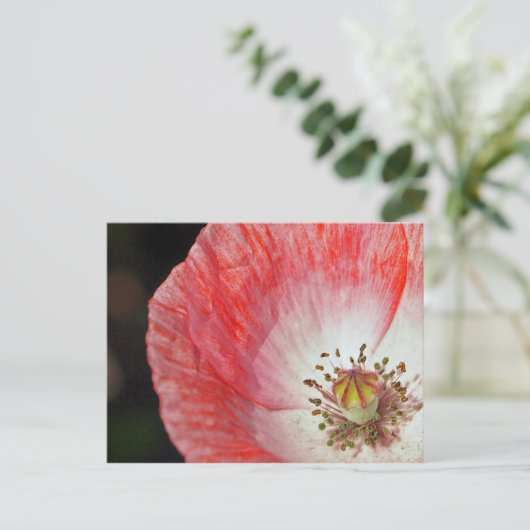 Papierpapaver Briefkaart (Staand voorkant)
