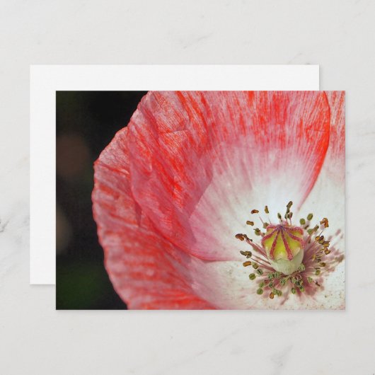 Papierpapaver Briefkaart (Voorkant / Achterkant)