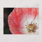 Papierpapaver Briefkaart (Voorkant)