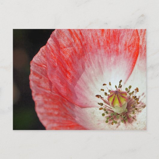 Papierpapaver Briefkaart (Voorkant)