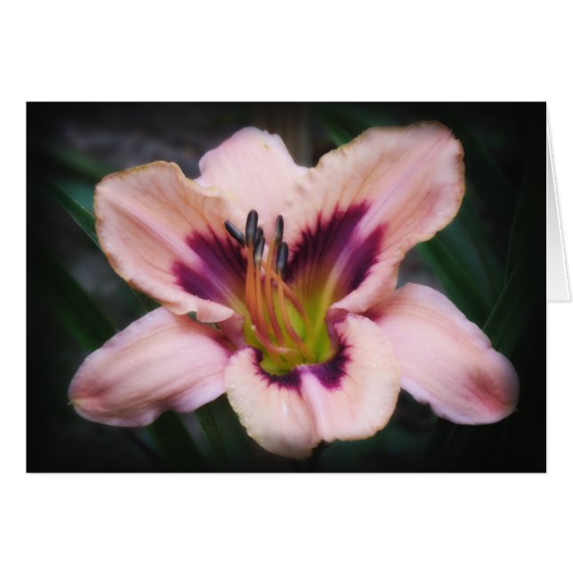 Papierschoonheid (Voorkant Horizontaal)