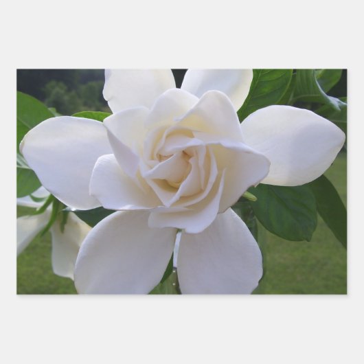 Papierset met onmiddellijke verpakking - Gardenias Inpakpapier Vel (Voorkant)