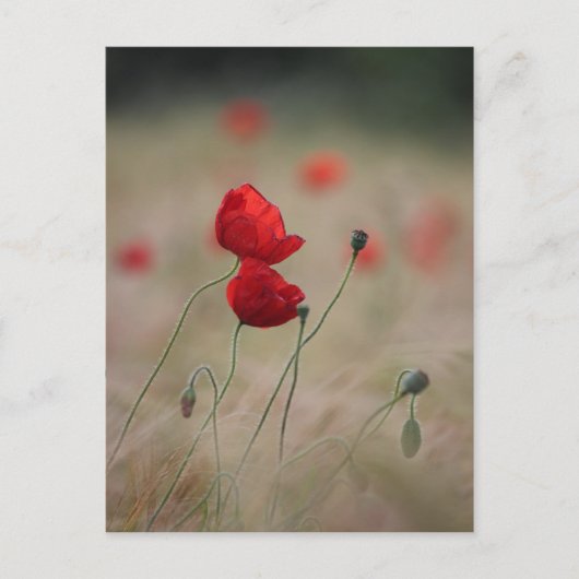 Papierveld Briefkaart (Voorkant)
