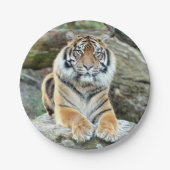 Papiervlak. Fototijger 04. Papieren Bordje (Voorkant)