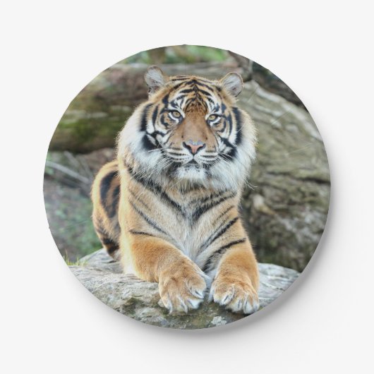 Papiervlak. Fototijger 04. Papieren Bordje (Voorkant)