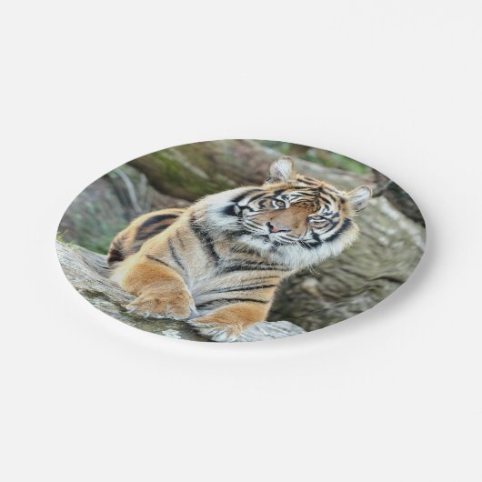 Papiervlak. Fototijger 04. Papieren Bordje (Gekanteld)