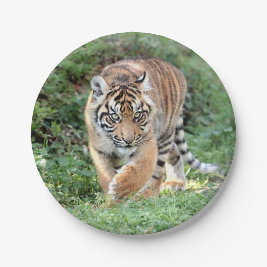 Papiervlak. Fototijger 05. Papieren Bordje (Voorkant)