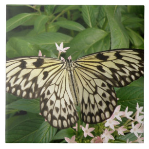 Papiervlieger Tegeltje