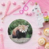 Papiervliegtuig Foto: rood panda 0473. Papieren Bordje (Feest)